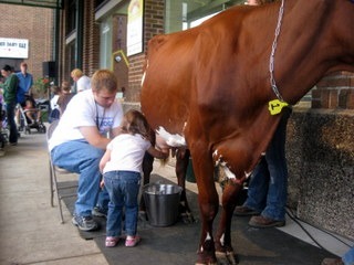 Little girl learning to milk a caw at the Minnesota State Fair Moo Booth