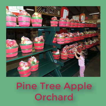 Pine Tree Apple Orchard, White Bear Lake