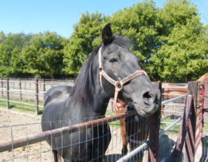 Black horse at Golden Ridge Stables in Lakeville MN