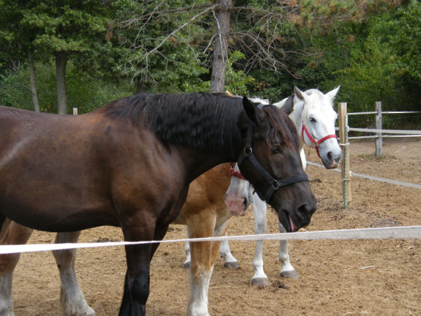 Three horses at Bunker Park Stables in Andover Minnesota