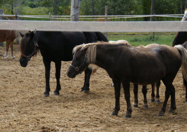 Small horses at Bunker Park Stables in Andover Minnesota
