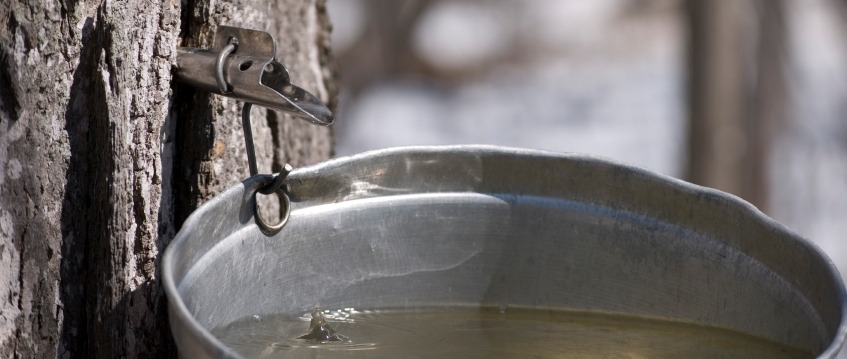Maple Syrup spout dripping clear sap into bucket