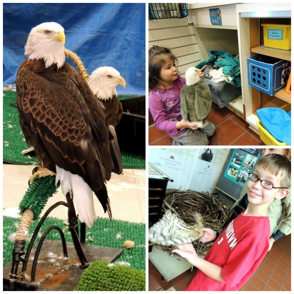 Collage of visit to Raptor Center in Saint Paul Minnesota: Left: two bald eagles; Right top: little girl playing with eagle puppet. Right Bottom young by examining wing and nest.
