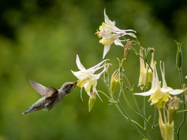 Hummingbird feeding on a yellow flower. Eloise Butler Wildflower Garden is a good place for birding