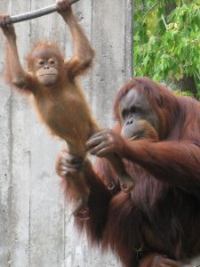 Como Park Zoo Orangutans