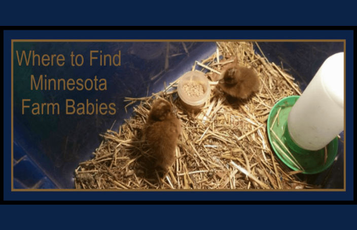 Baby chicks in an incubator: "Where to Find Minnesota Farm Babies"