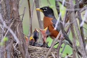 Robin feeding its young.