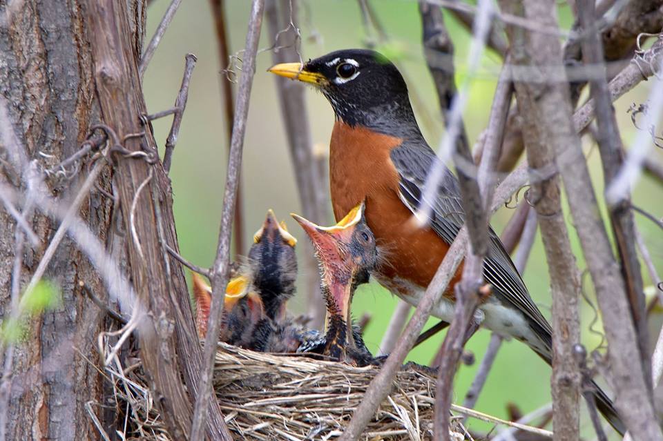 Robin feeding its young. - Islands of Peace County Park is recommended for Birdwatching
