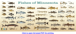 Print a Fish Poster from Explore Minnesota for Take A Kid Fishing Weekend