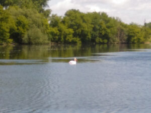 Pelican swimming on albert lea lake