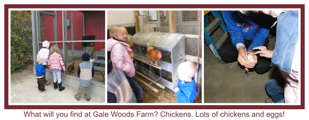 Chickens at Gale Woods Farms