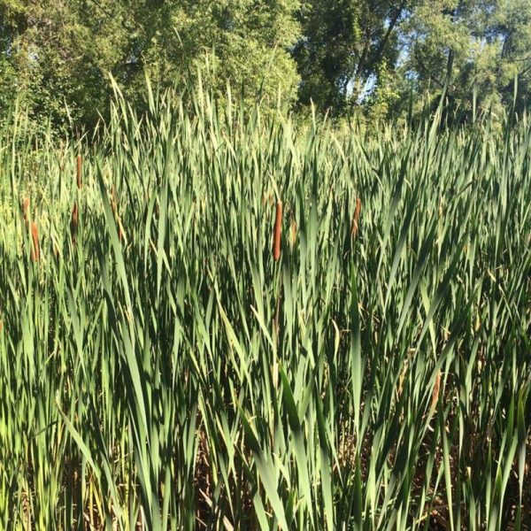 Cattails at Springbrook Nature Center in Fridley, Minnesota