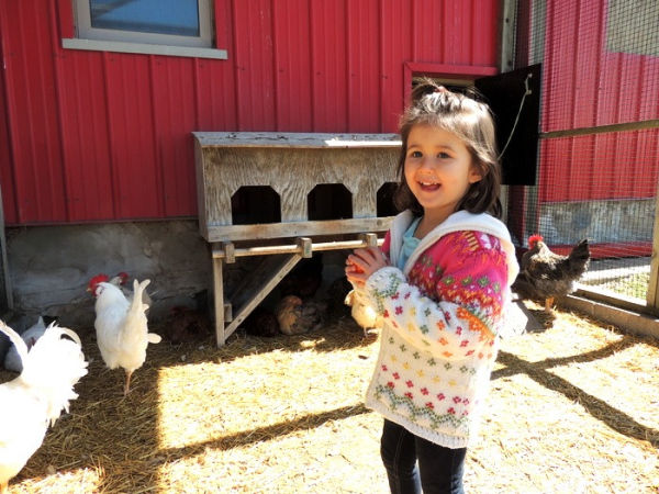 Girl in chicken yard at Gale Woods Farm, Minnetrista, Minnesota