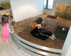 Girl looking at Columbia, a bald eagle at the National Eagle Center in Wabasha, Minnesota