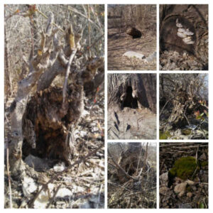 Fairy Abodes at Father Hennepin Bluff Park