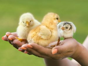 Hand holding three yellow chicks.
