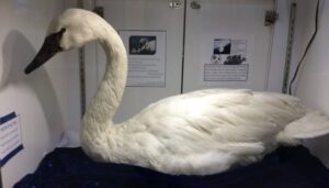 Trumpeter Swan found at Fort Snelling State Park, St. Paul, Minnesota