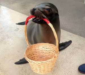 Sparky the Sea Lion holding a basket during a show at Como Zoo in St. Paul, Minnesota