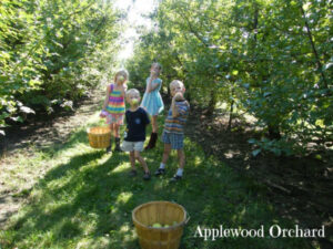 Kids tasting their harvest at Applewood Orchard in Lakeville, MN