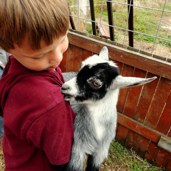 Small boy in a red hoodie holding a black, gray and white baby goat at Fall Harvest Orchard in Montrose Minnesota