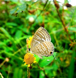 butterfly on a flower in a garden