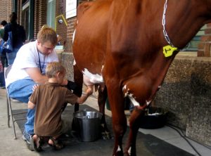 Boy learning to milk a cow at the Minnesota State Fair