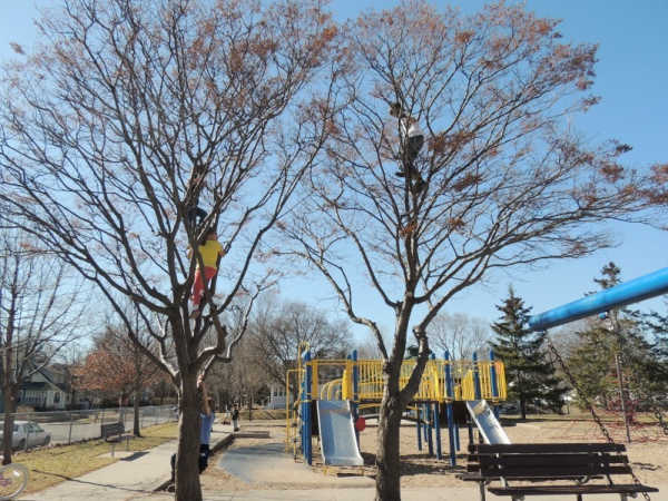 Kids climbing trees in Aldine Park, Saint Paul, Minnesota