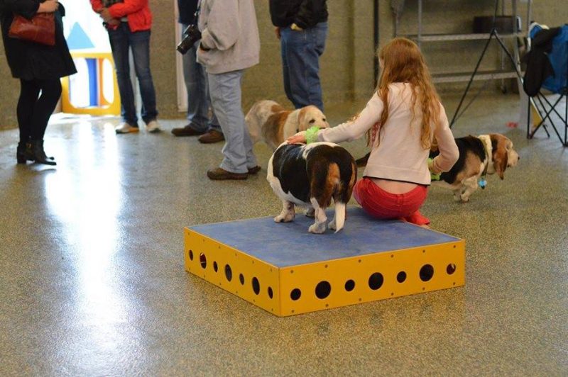 Girl petting Basset hounds at a Minnesota Basset Rescue event.
