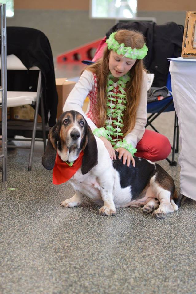 Girl petting a Basset hound at a Minnesota Basset Rescue event.