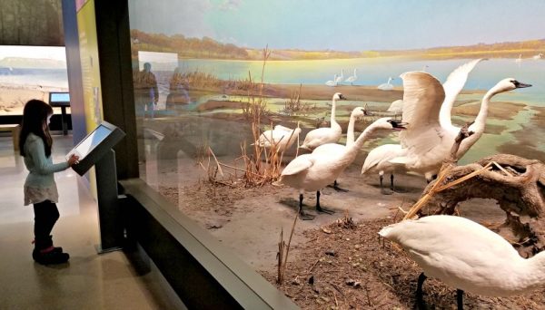 Girl viewing trumpeter swan diorama at Bell Museum of Natural History.
