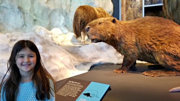 Girl by large beaver diorama at Bell Museum of Natural History.