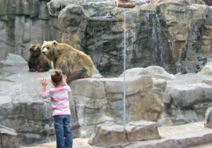 Girl watching bears at the Lake Superior Zoo in Duluth, Minnesota.