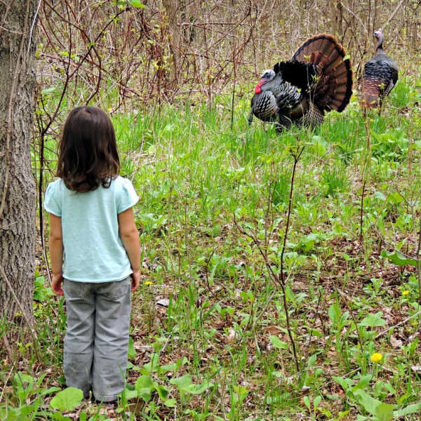 Young girl watching wild turkeys at Dodge Nature Center