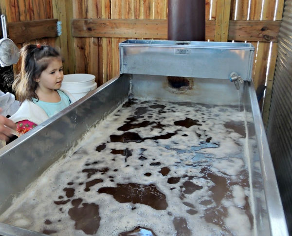Small girl watching maple syruping process at Gale Wood Farm in Minnesota