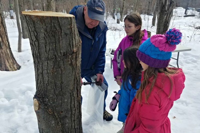 Volunteer showing kids how to tap Maple Syrup at Warner Nature Center in Minnesota