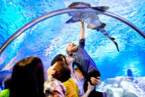 Families viewing the Manta Ray at Sea Life in the Mall of America, Bloomington, Minnesota