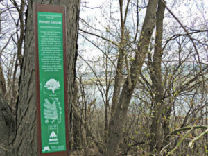 Stop along the Indian Mounds Regional Park Tree Trek in Saint Paul Minnesota - Treasure Hunts for Trees!