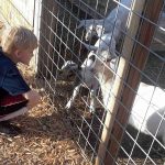 goats curious about boy