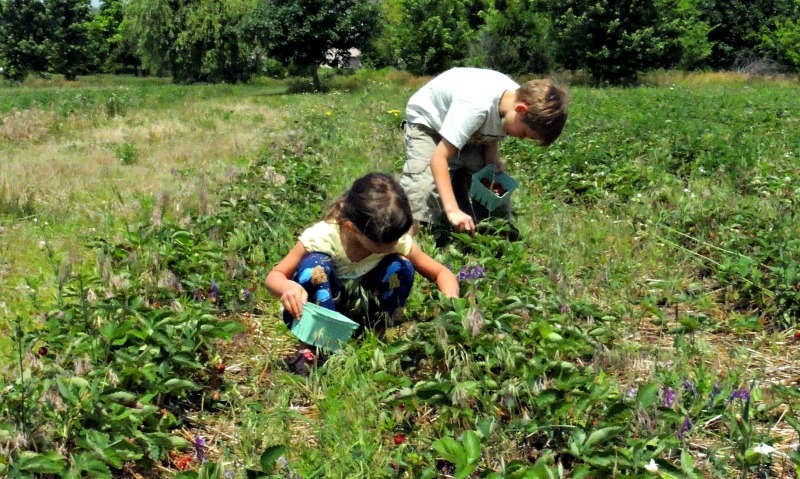 Kids strawberry picking in a field.