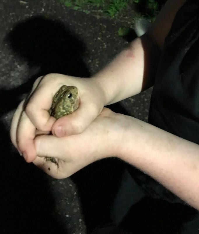 Girl holding female toad at Central Park in Roseville Minnesota
