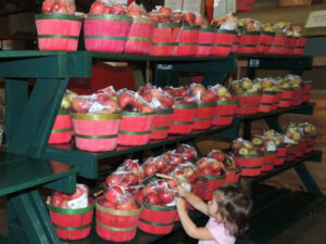 Toddler Girl selecting apples at Pine Tree Orchard in White Bear Lake, Minnesota