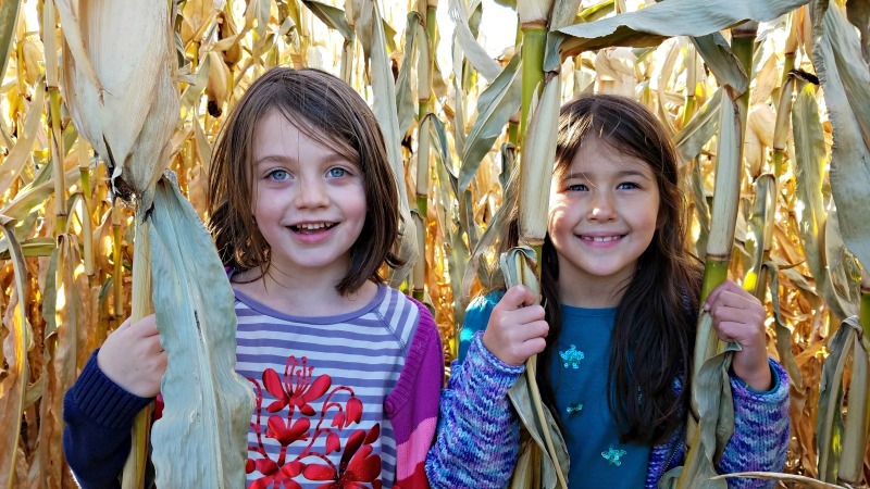 Two girls exploring the Corn Maze at Twin Cities Harvest Festival in Brooklyn Park, MN