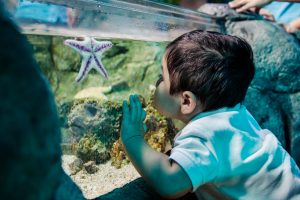 Boy looking at star fish at SEA LIFE MOA