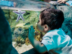 Boy looking at star fish at SEA LIFE MOA
