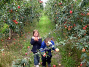Two children picking apples at Sunrise River Farm in Wyoming, MN