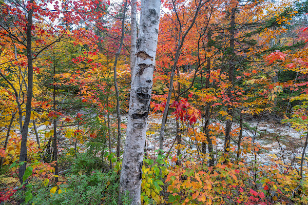 Birch Tree in the Autumn