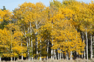 Yellow Aspen in the Fall