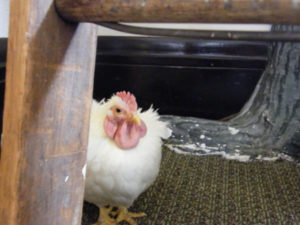 Chicken at the Wild Rumpus Bookshop in Minneapolis, MN