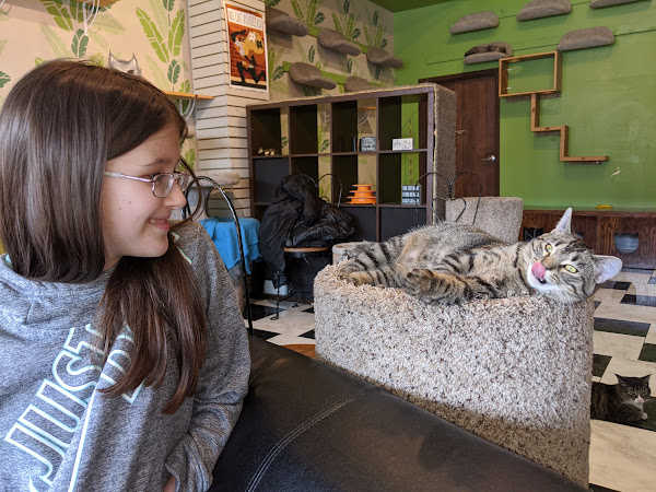Girl admiring cat at the Café Meow in Minneapolis, Minnesota