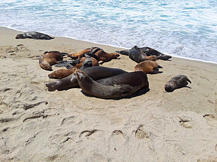 la jolla sea lions sun bathing